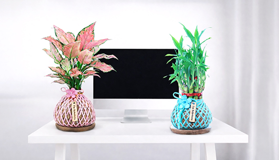 Desktop Plants