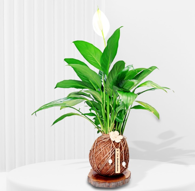 Lily Plant Kokedama