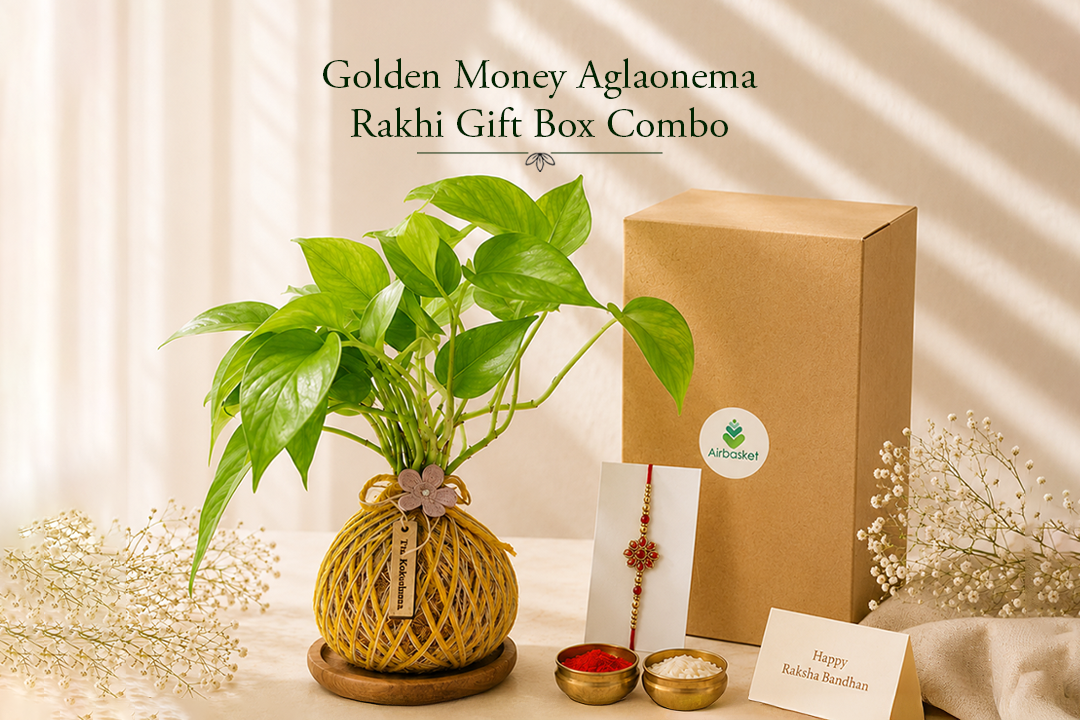 Golden Money Plant Kokedama Rakhi Gift Box Combo