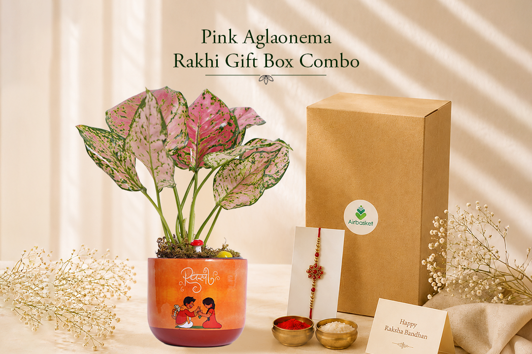 Pink Aglaonema Rakhi Gift Box Combo