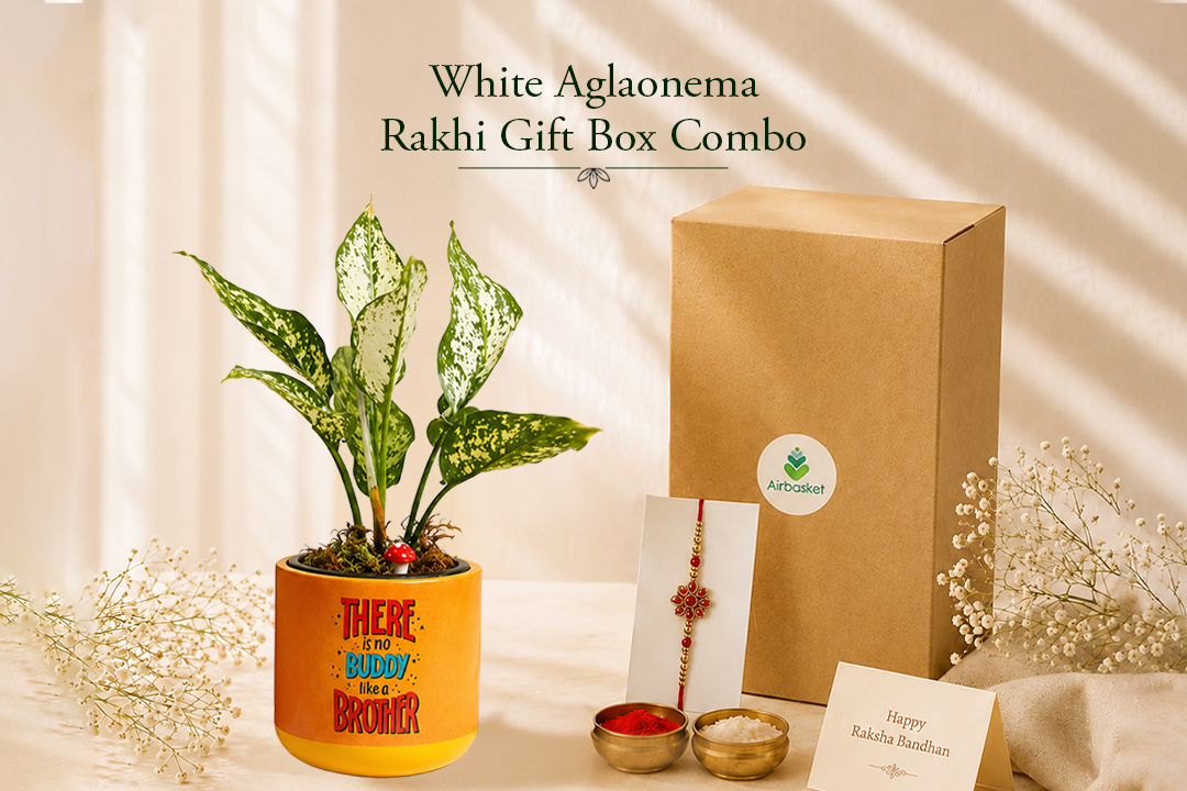 White Aglaonema Rakhi Gift Box Combo