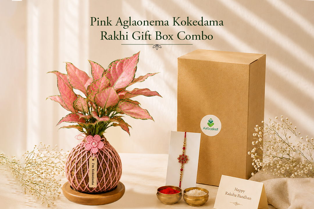Pink Aglaonema Kokedama Rakhi Gift Box Combo