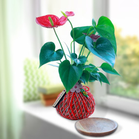 Anthurium Plant Kokedama
