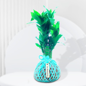 Bamboo Plant Kokedama