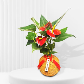 Bouquet Kokedama Anthurium