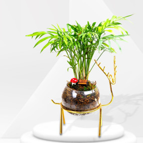 Aglaonema Pink with Golden Deer Stand