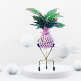 Lipstick Plant Kokedama