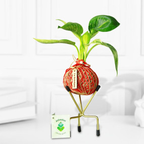 Kokedama Aglaonema Snow White