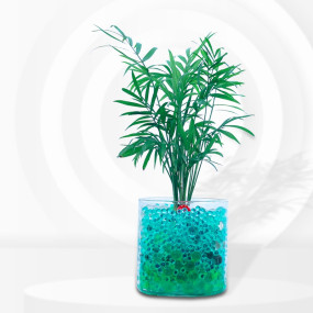 Table Palm with Glass & Jelly