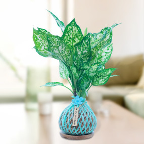 White Aglaonema Plant Kokedama