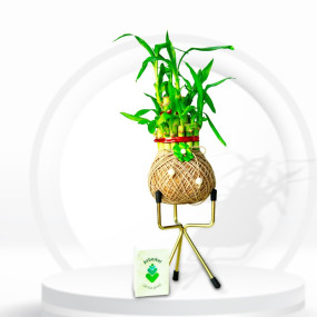 Kokedama Two Layer Bamboo Plant