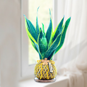 Snake Plant Kokedama