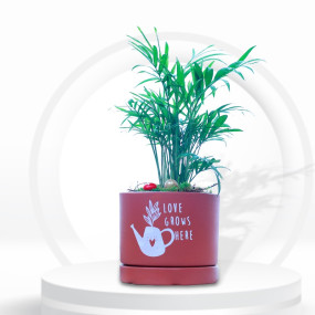 Table Palm with Terracotta Planter