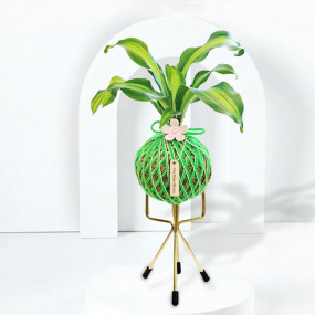 Dara Singh Plant Kokedama