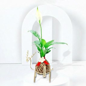 Kokedama Baby Peace Lily