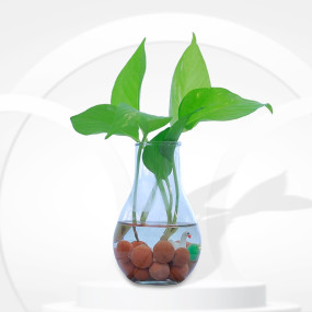 Water Money Plant with Glass Vase