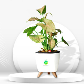 Tri Leg Self Watering Planter