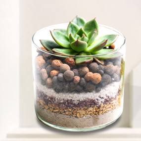 Lotus Plant with Glass Jar