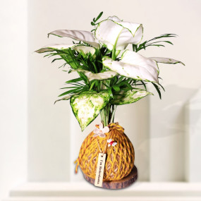 Kokedama Aglaonema Snow White
